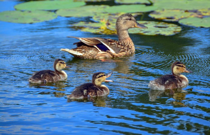 Речная утка кряква