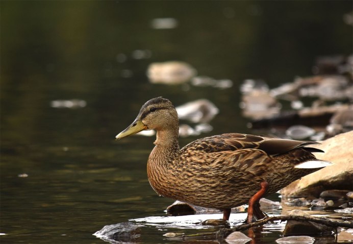 Бэтт Дэвис Дикая утка