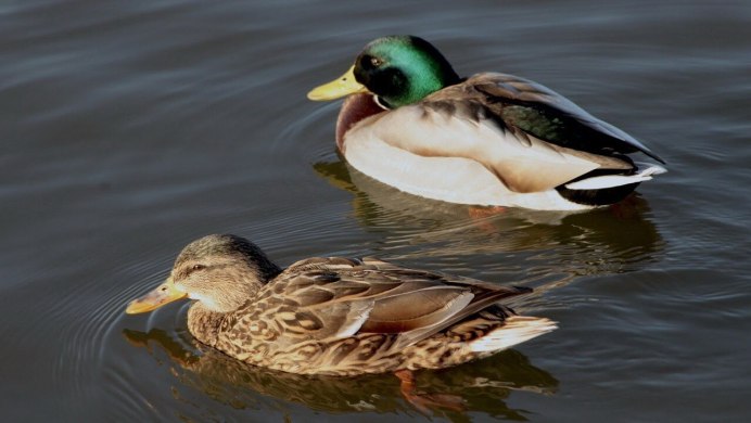 Река селезень