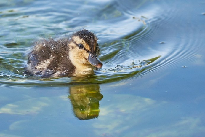 Уточка плавает