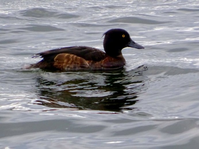 Озерная утка нырок