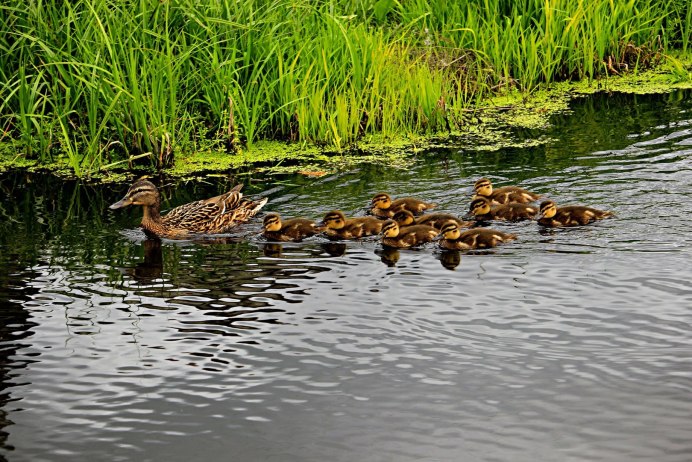 Утенок в озере