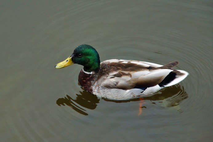 Дикая утка кряква разновидность