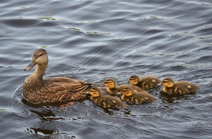 Уточка с утятами