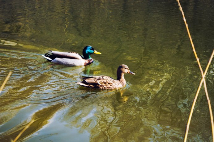 Кряква Прудовая