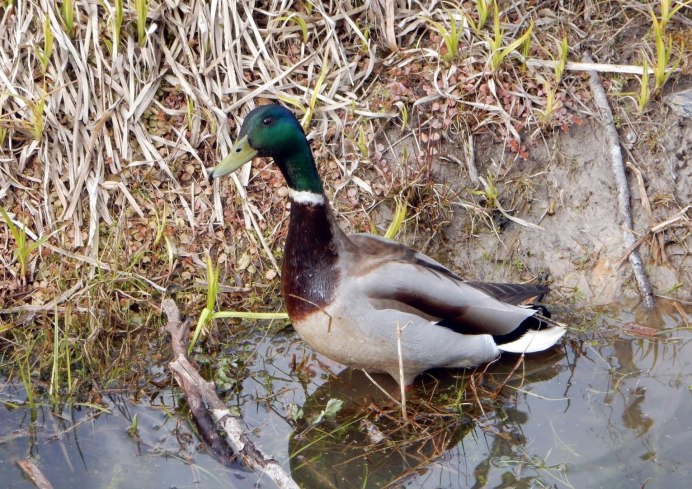 Утки Черноземья Дикие