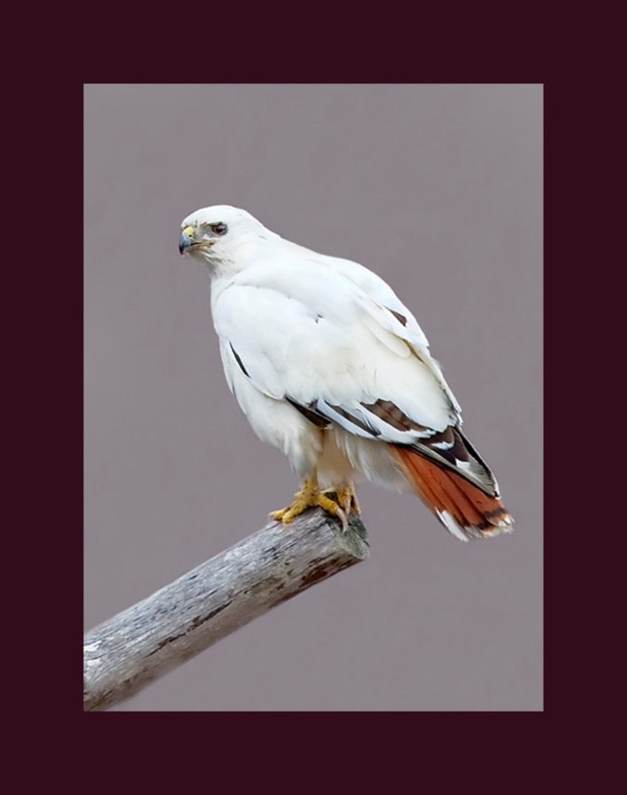 Leucistic Red tailed Hawk