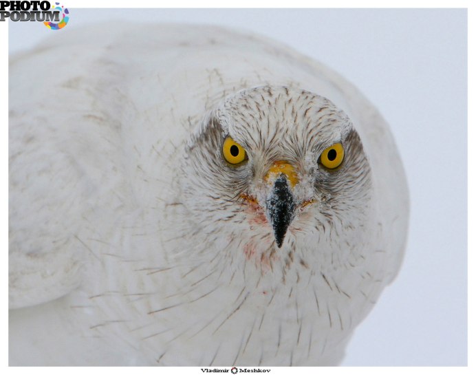 Сокола – пустельга-альбинос