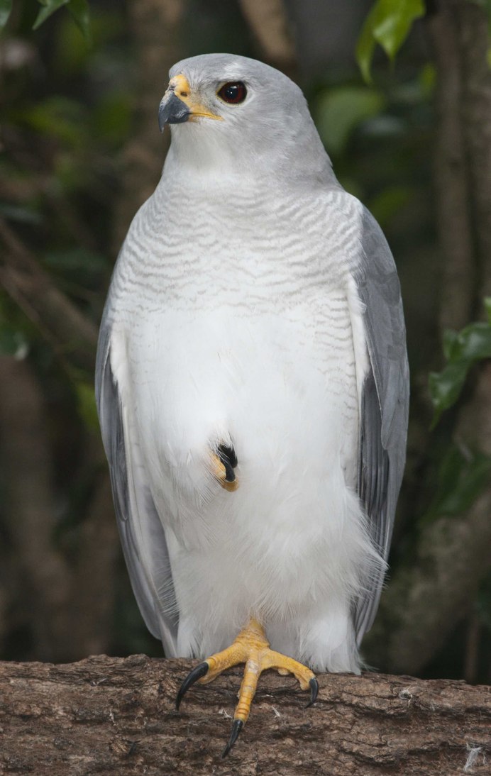 White Goshawk