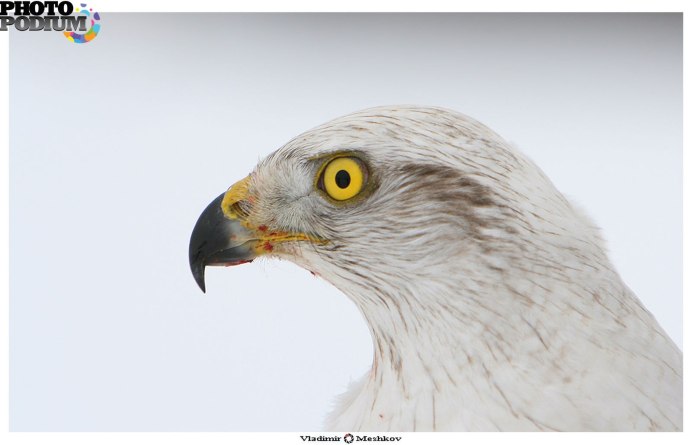 Белый ястреб тетеревятник