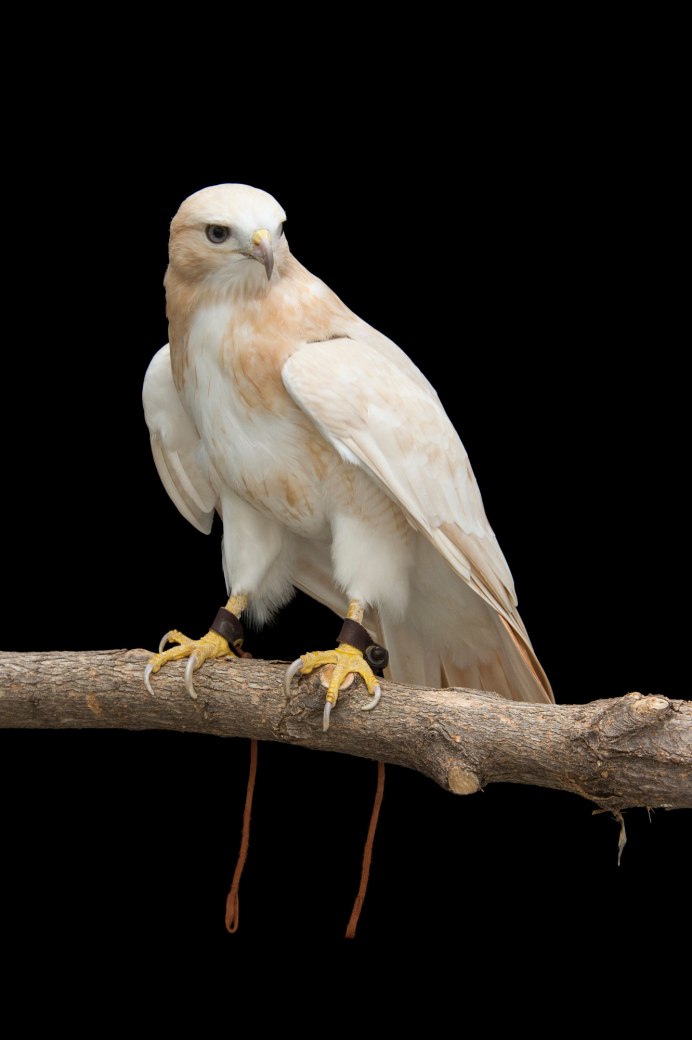 Светлый ястреб