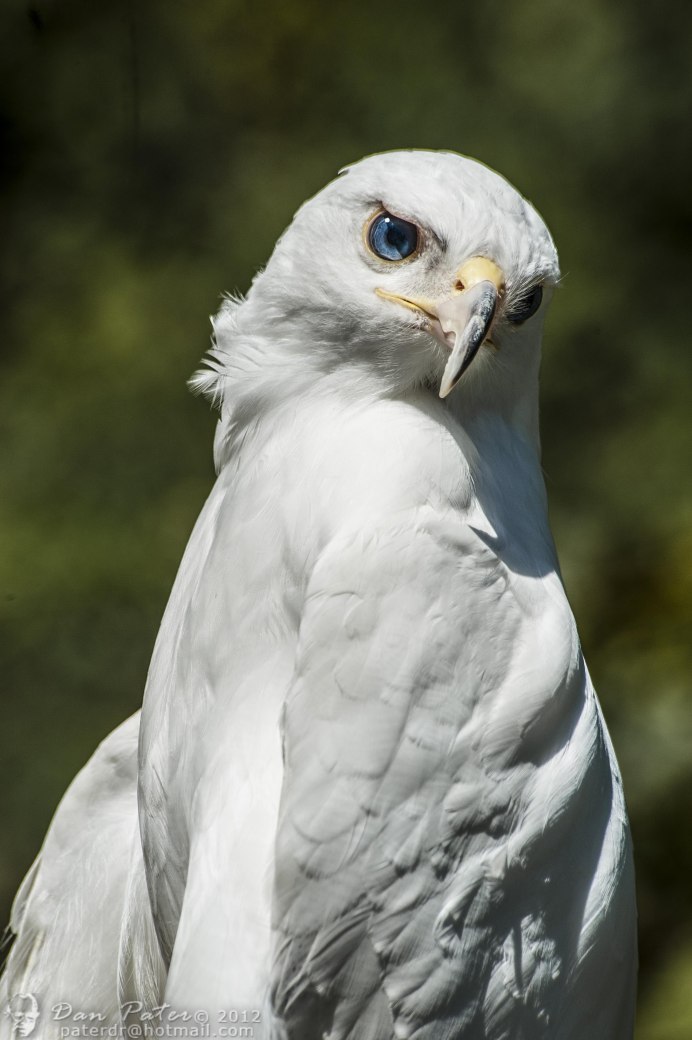 Беркут альбинос