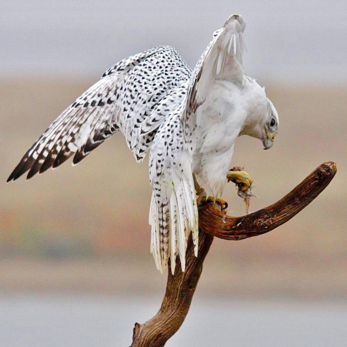 Орлан альбинос