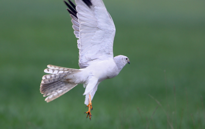 Белый ястреб тетеревятник