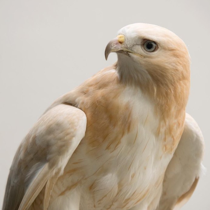 Белый Сокол альбинос