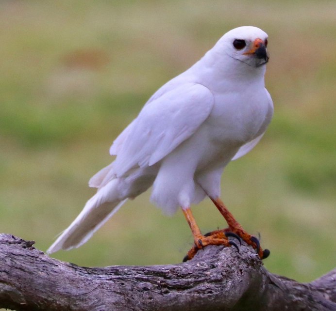 Орел альбинос