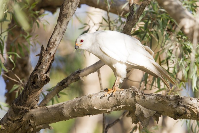 Leucistic Red tailed Hawk