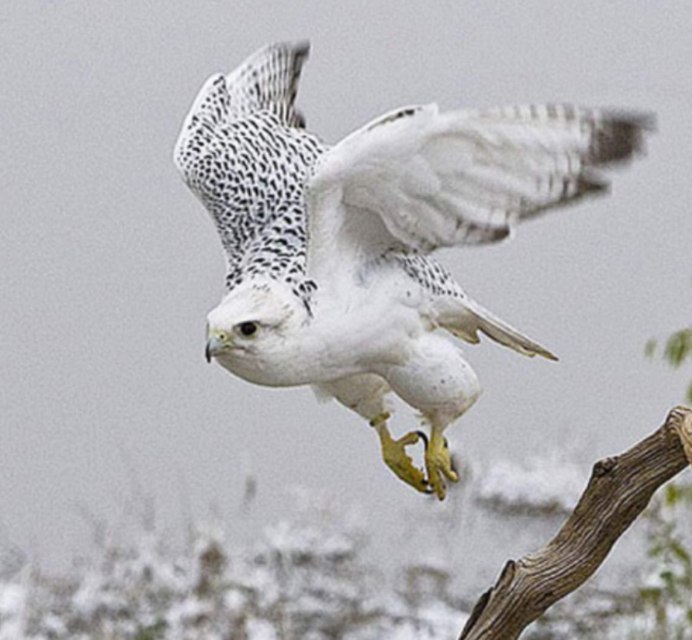 Хищные птицы Кречет