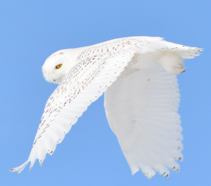 Лунь альбинос