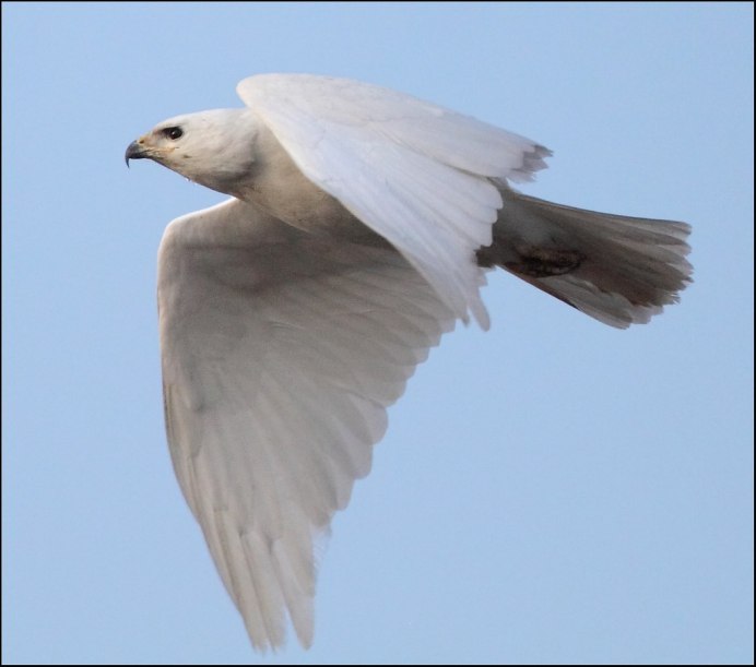 Белый Орел птица