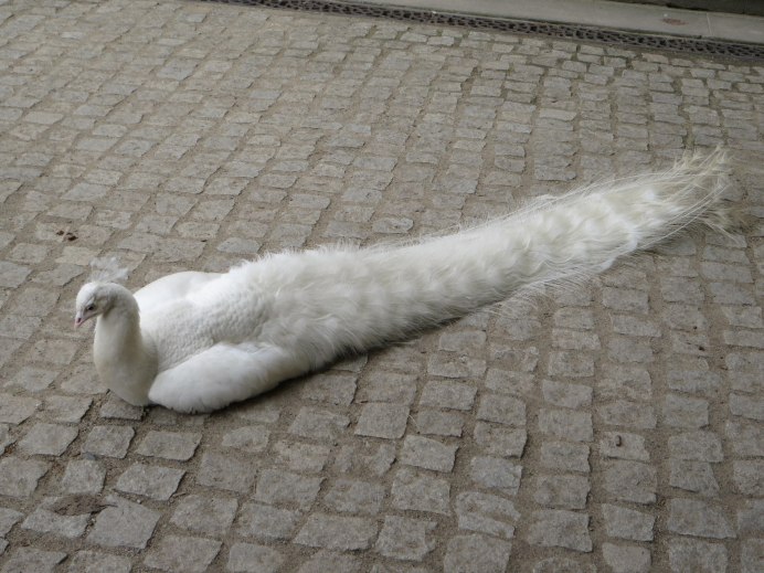 Белая птица