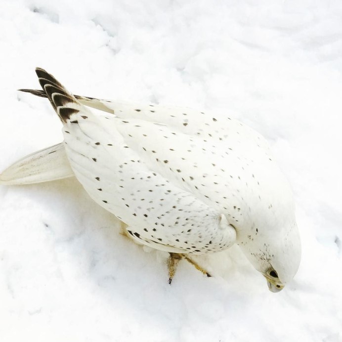 Белый Орел альбинос