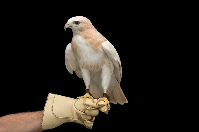 Беркут альбинос