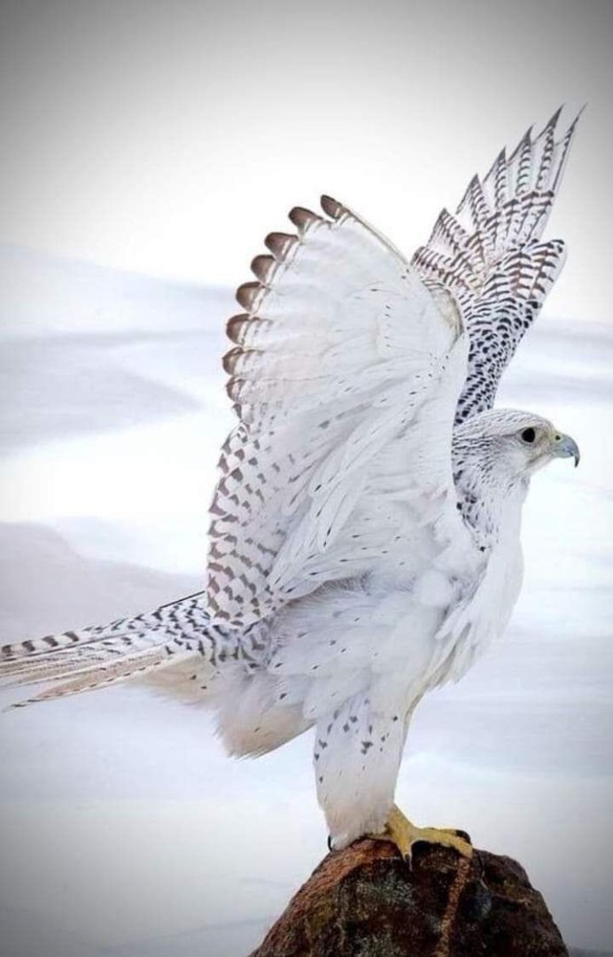 Белый голубь