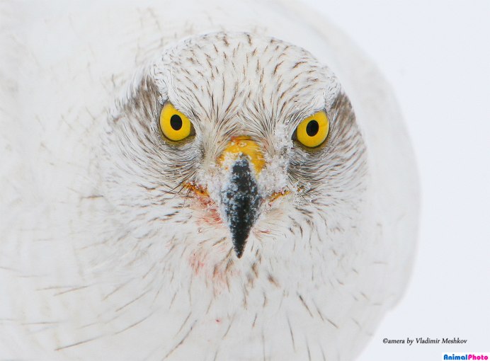 Светлая МОРФА ястреба тетеревятника