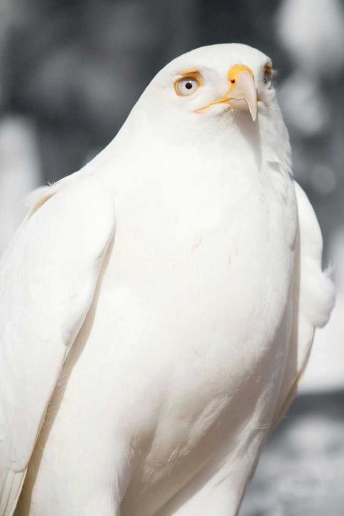 Сокол Кречет альбинос