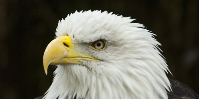 Ястреб тетеревятник альбинос