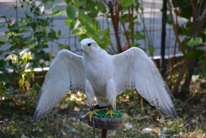 Сокол Кречет альбинос