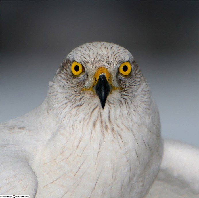 Альбатрос альбинос