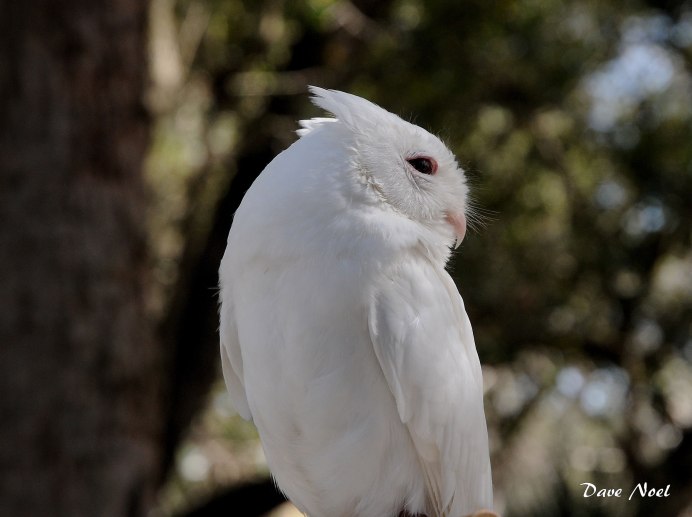 Южноамериканская Гарпия птица