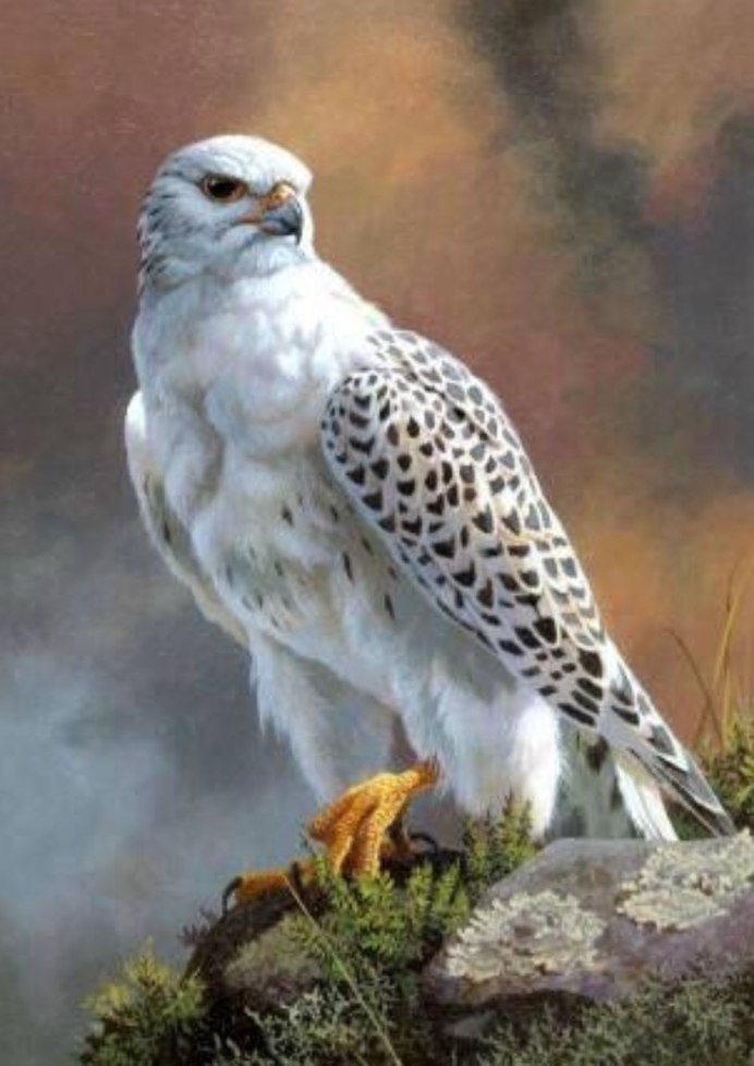 Камчатский Сокол Кречет