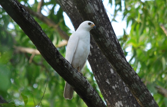 Белый Сокол арт