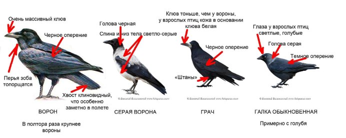 Сорока голубая Уссурийская