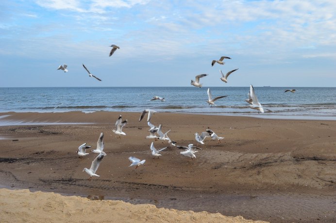 Море, Чайки