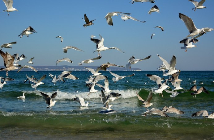 The Caspian Plover (Charadrius asiaticus)