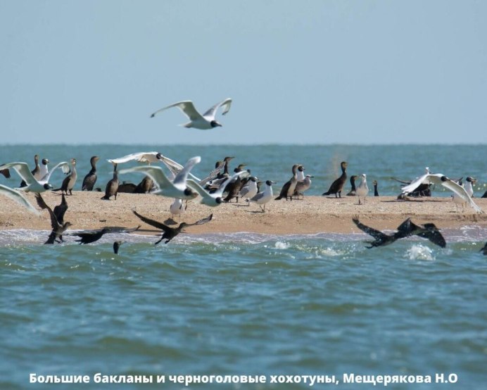 Кольский Баклан