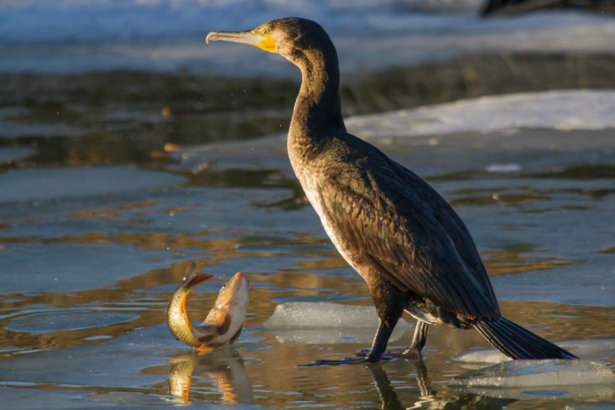 Каспийский зуёк (Charadrius asiaticus)