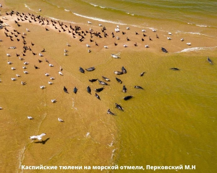 Каспийский зуек