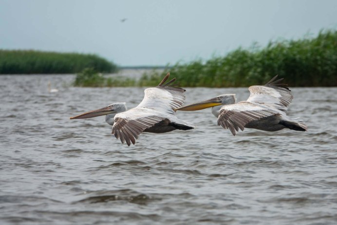 Водоплавающая черная птица Азовское море
