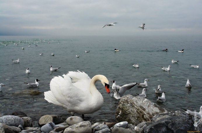 Водоплавающая дичь