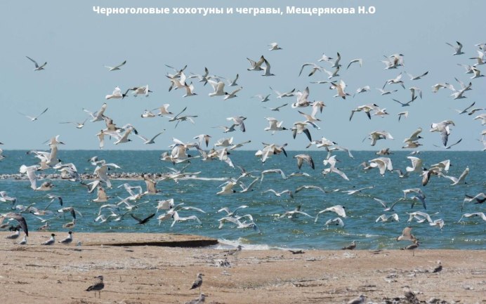 Малый жемчужный Астрахань