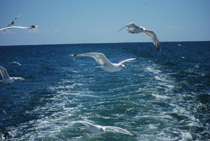 Чеграва (Hydroprogne Caspia)