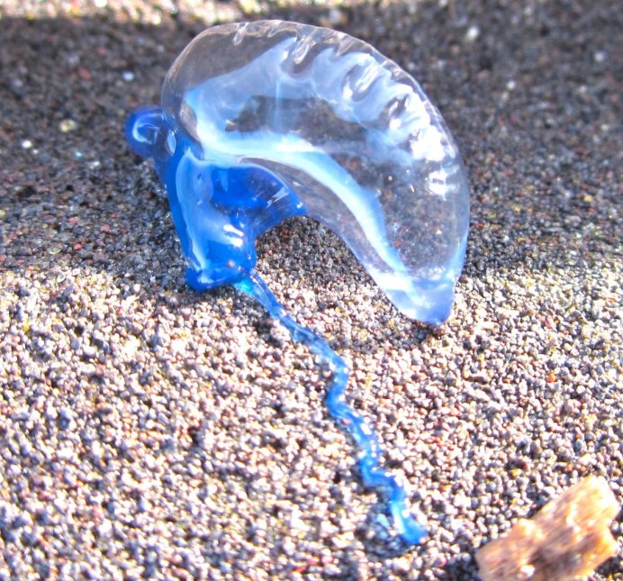 Медуза в море (59 фото)