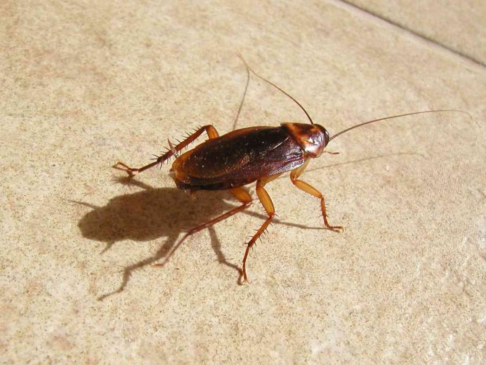 Megaloblatta longipennis