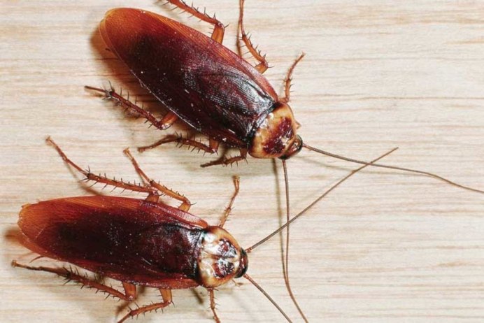 Blatta orientalis таракан