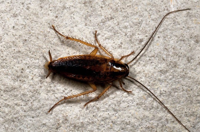 Рыжий таракан Blattella Germanica